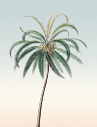 Coqueiro (palm tree)