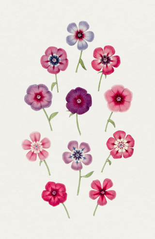 Onze Flores