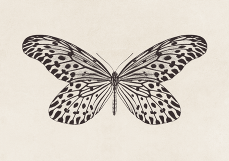 Desenho de Borboleta no. 1
