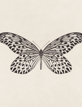 Desenho de Borboleta no. 1