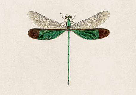 Libélula no. 2