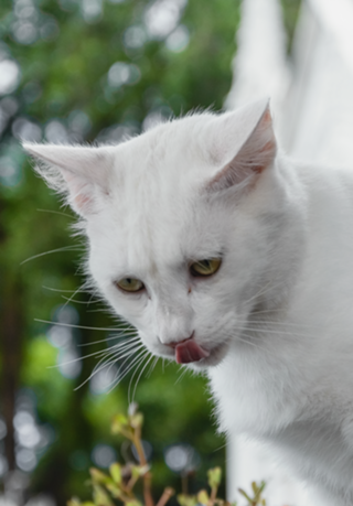 Felino Branco