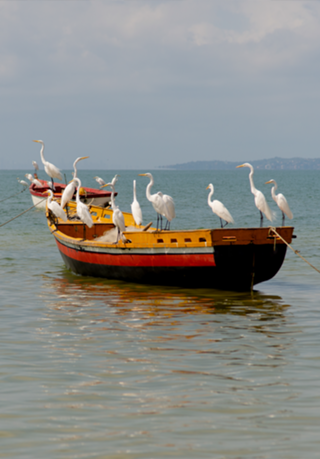 Garças no barco II