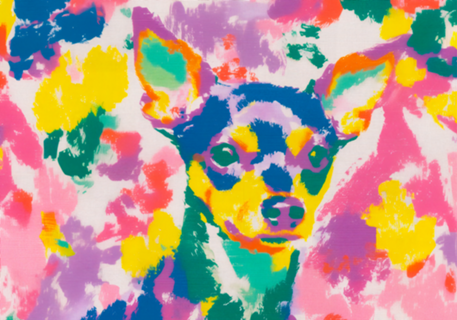 Pinscher pop colorido
