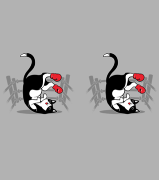 Boxer Cat
