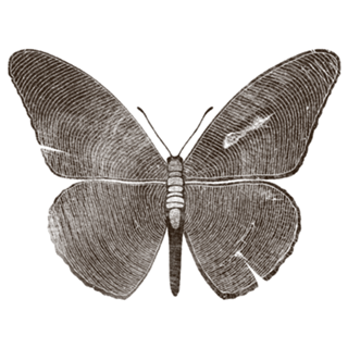 Wood Butterfly