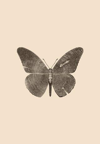 Wood Butterfly