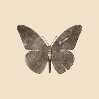 Wood Butterfly