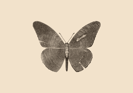 Wood Butterfly