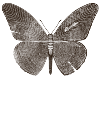Wood Butterfly
