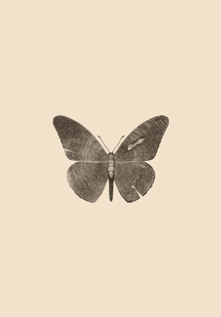 Wood Butterfly