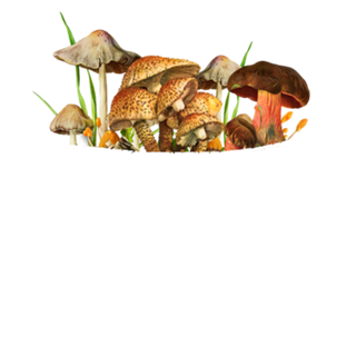 I Love Mushrooms In My Pocket
