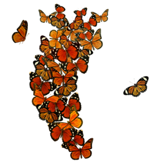Monarch Butterfly Heart