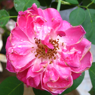 Fotografia de rosas damascena