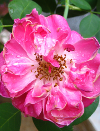Fotografia de rosas damascena