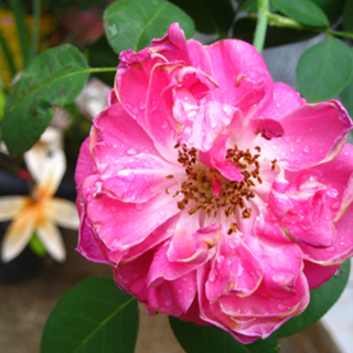 Fotografia de rosas damascena