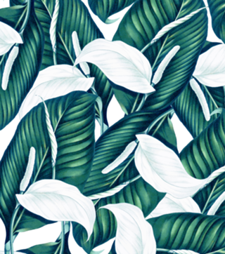Tropical Winter