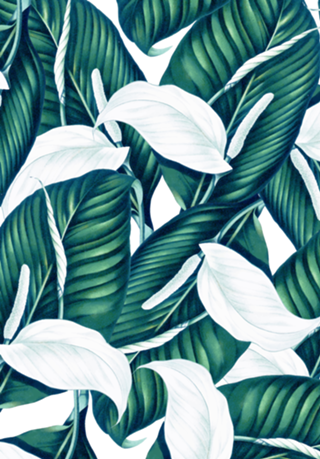 Tropical Winter