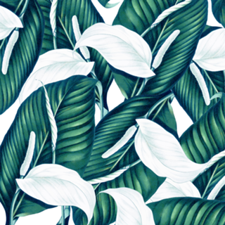 Tropical Winter