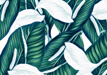 Tropical Winter