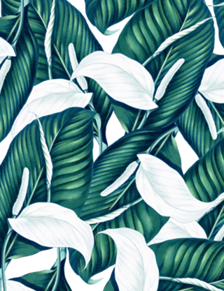 Tropical Winter