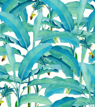Banana Forest