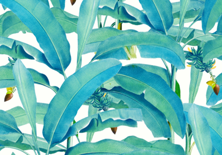 Banana Forest