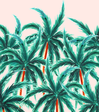 Coconut Trees