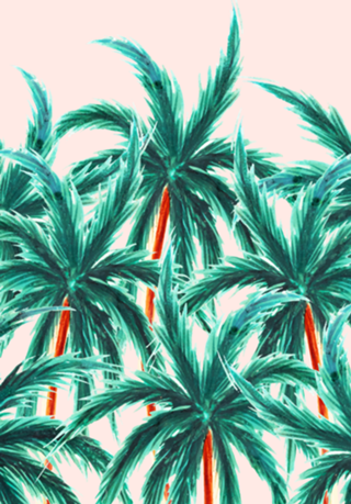 Coconut Trees