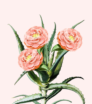 Blush Cactus v2