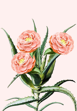 Blush Cactus v2