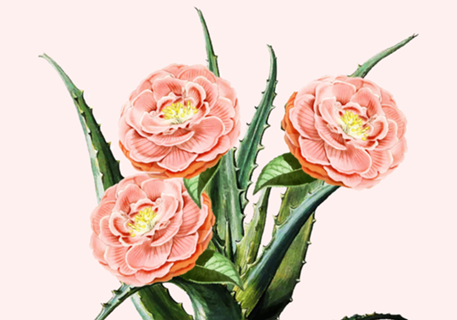 Blush Cactus v2