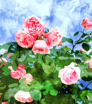 Sweet Rose Garden