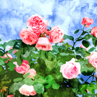 Sweet Rose Garden