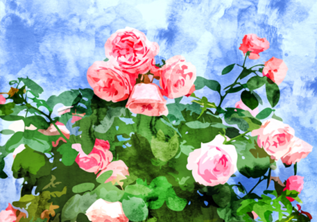 Sweet Rose Garden