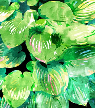 Colors Of The Jungle