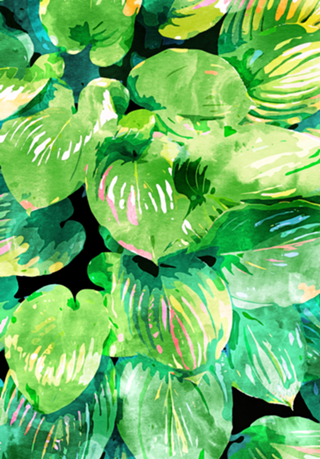Colors Of The Jungle