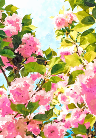 Day dreaming under the blooming Bougainvillea