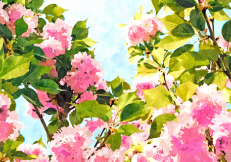 Day dreaming under the blooming Bougainvillea