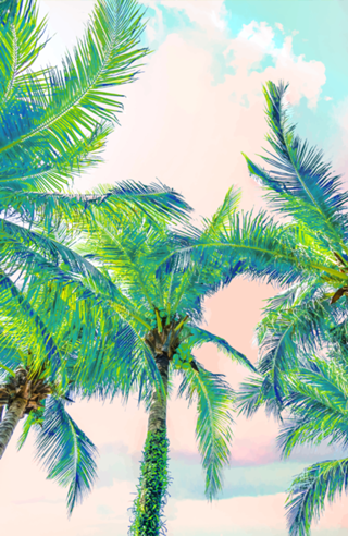 Dreamy Palms