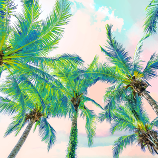 Dreamy Palms