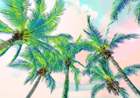Dreamy Palms