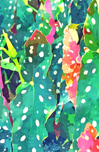 Polka Dots Tropical Plant