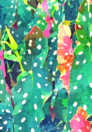 Polka Dots Tropical Plant