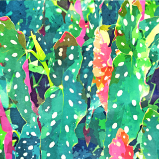 Polka Dots Tropical Plant