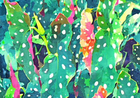 Polka Dots Tropical Plant
