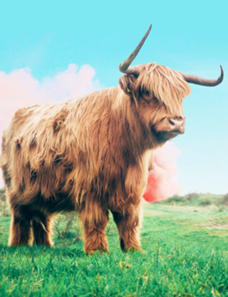 Highland Cow