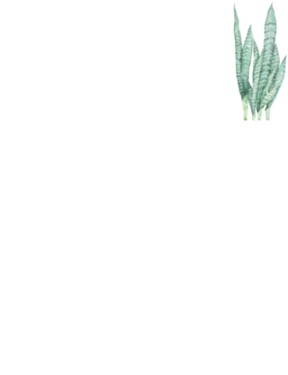 Sansevieria I