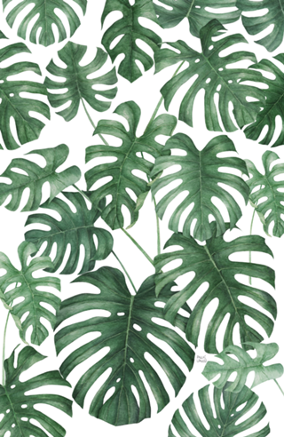 Monstera deliciosa
