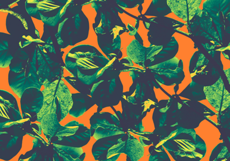 Floripa tropical orange